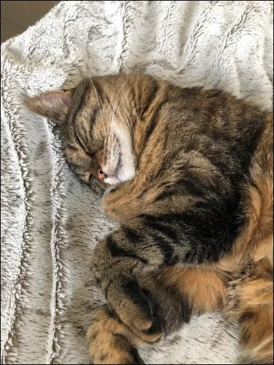 Combien ont-ils de dents une fois adultes ?