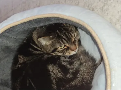 Combien de temps les chattes restent-elles enceintes ?