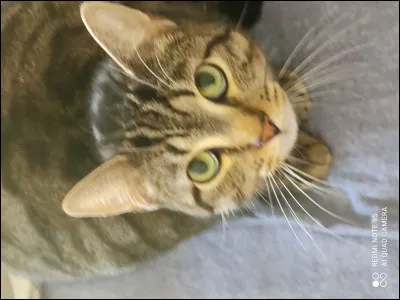 Les chats peuvent-ils manger du chocolat ?