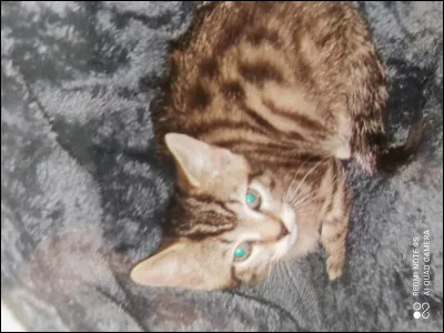 Question très difficile : quel est le nom de la femelle et des petits du chats ?