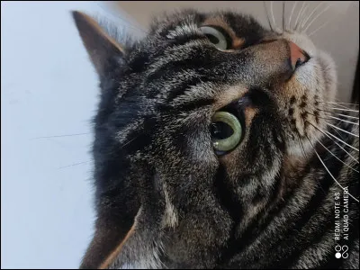 Les chats dorment...