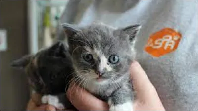 En quelle année fut fondée cette association ?