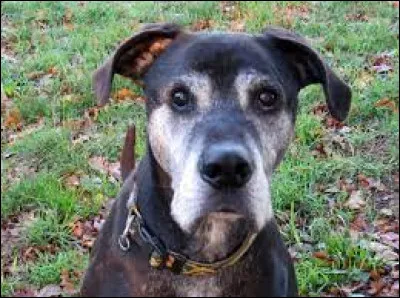 Quand un animal est âgé, il est mis en "SOS". Combien coûtera son adoption ?