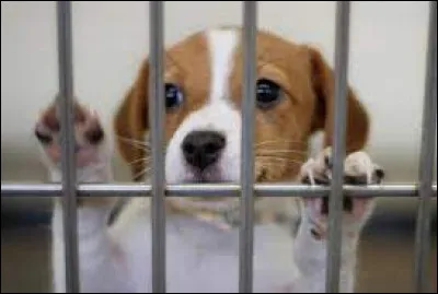 Combien coûtera l'adoption d'un chiot à la SPA ?