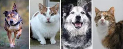 Comment la SPA est-elle financée ?