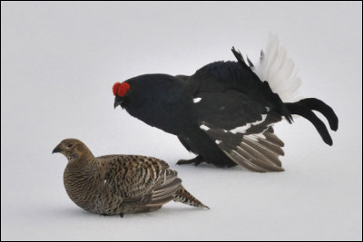 Quel est ce galliforme emblématique des zones de montagne ? (Un couple en photo)