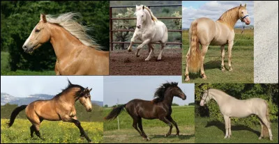 Quelle est la robe de base noire diluée une fois par le gène crème ?