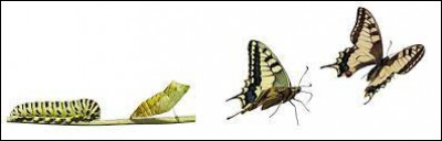 Qui est le professeur de métamorphose ?