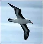 Sur quel oiseau des mers, Charles Baudelaire a-t-il crit un pome ?