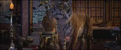 &Agrave; qui appartient ce tigre ?