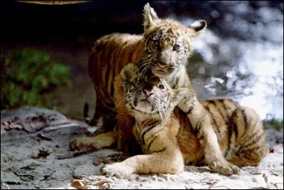 Dans quel film peut on voir ces deux b&eacute;b&eacute;s tigres ?