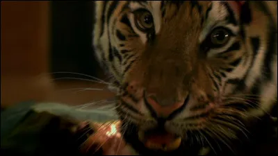 Dans quel film voit-on ce tigre ?
