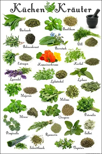 Les herbes aromatiques. Frigo ou pas frigo ?