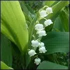 Le muguet invite au bonheur. Vrai ou faux ?
