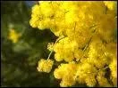 Le mimosa est un symbole de tristesse. Vrai ou faux ?