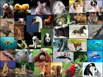 Quel est votre animal préféré ?