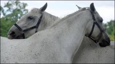 Lorsque les chevaux font ce geste envers l'autre, qu'est-ce ?