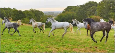Quel autre nom donne-t-on a un troupeau sauvage ?