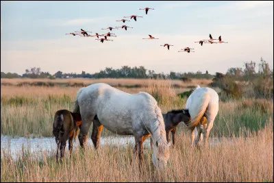 Quelle région de France surnom-t-on "le pays des chevaux" ?