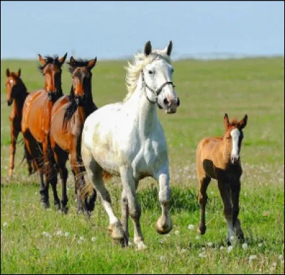 Au bout de combien de temps un poulain peut-il marcher ?