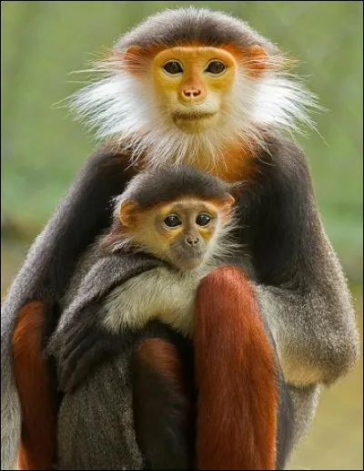 Petits singes de l'Asie du Sud-Est :