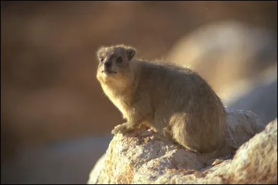 Petit mammifère vivant au Moyen-Orient et en Afrique :