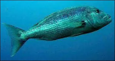 Grand poisson carnivore de la Méditerranée :