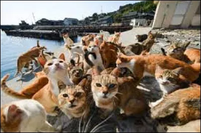 Voyages - Quelle île japonaise peuplée de plusieurs centaines de chats est surnommée "île aux chats" ?
