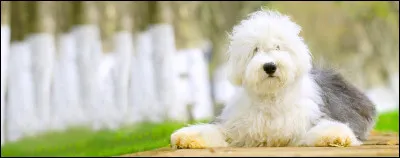 Comment se nomme le chien des SerpEnts, surnommé "La bête" ,