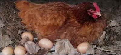 Complétez : "Être la poule aux ufs..."