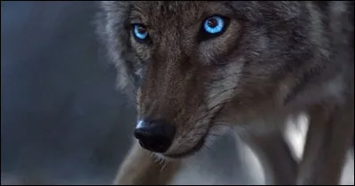 Pendant combien de temps est-elle restée coyote ?