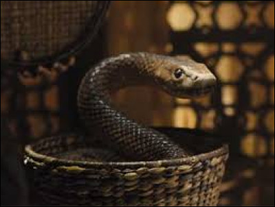 Quel est le serpent qui sort du pot au marché ?