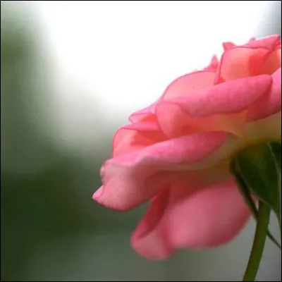 Quel est le nom de code de Mina Ashido ?