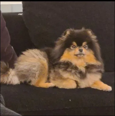 Comment s�appelle le chien de V ?