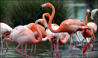 Et qu'est-ce qu'on dit aux flamants roses ?