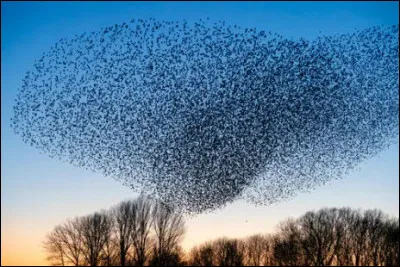 Et pour ce genre d'animaux (ce sont des étourneaux), quel est le terme idoine ?