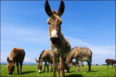 Que dit-on à l'adresse de cet animal, lorsqu'il se présente en grand nombre ?