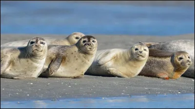 Et vous allez trouvez pour les phoques "yourself", ne vous déplaise !