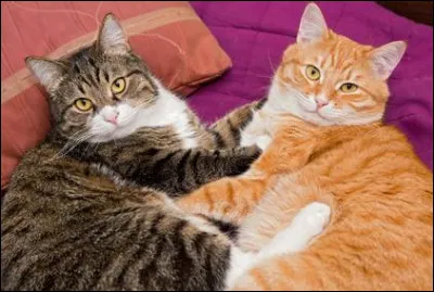 Quel chat préfères-tu ?