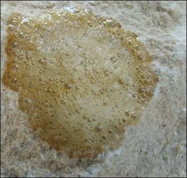 On reconnat qu'une roche est calcaire si un bouillonnement se produit lorsqu'on verse dessus :