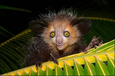 Quel est cet animal ?