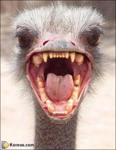 Quel est cet animal ?