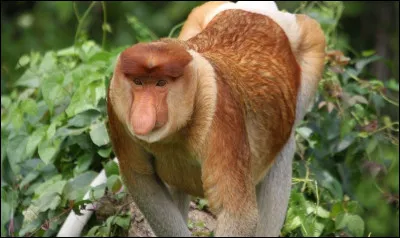 Quel est cet animal ?