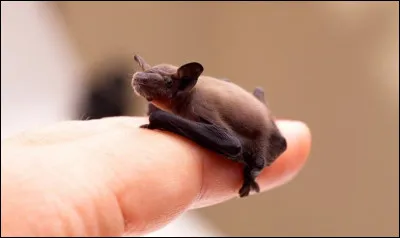 Quel est cet animal ?