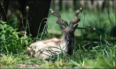 Quel est cet animal ?