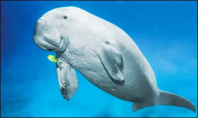 Quel est cet animal ?