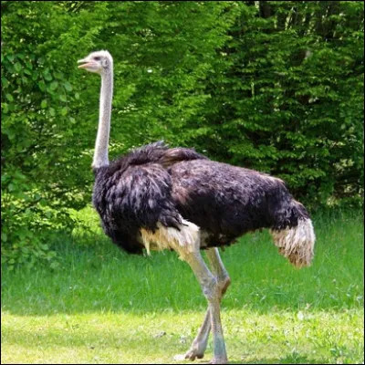 Quelle est l’espérance de vie d'une autruche en liberté ?