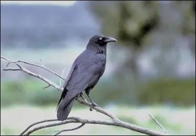 Comment se nomme le petit du corbeau ?