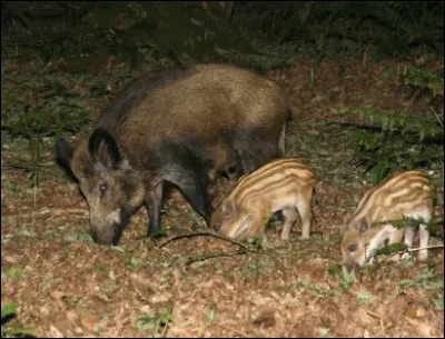 Quel est le nom de la femelle du sanglier ?