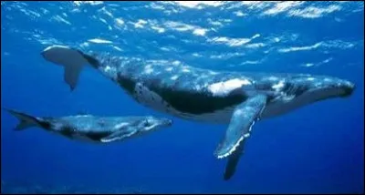 Comment appelle-t-on un bébé baleine ?
